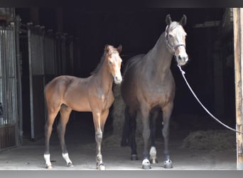 Westphalien, Étalon, Poulain (04/2026), 172 cm, Bai