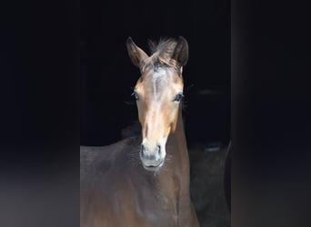 Westphalien, Étalon, Poulain (04/2026), 172 cm, Bai