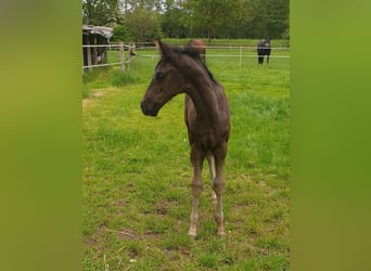Westphalien, Étalon, , 172 cm, Noir