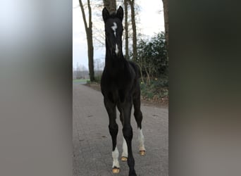 Westphalien, Étalon, , 172 cm, Noir