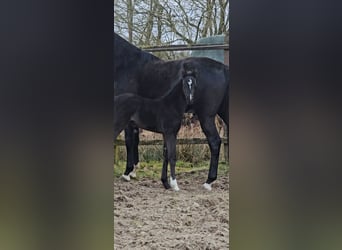 Westphalien, Étalon, , 172 cm, Noir