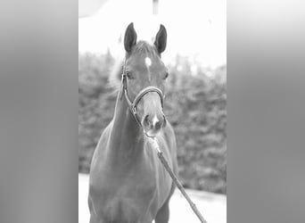 Westphalien, Étalon, Poulain (04/2025), Alezan brûlé