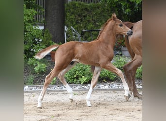 Westphalien, Étalon, Poulain (04/2025), Alezan brûlé