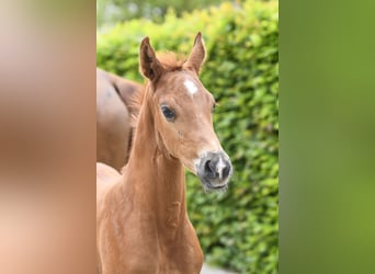 Westphalien, Étalon, Poulain (04/2025), Alezan brûlé