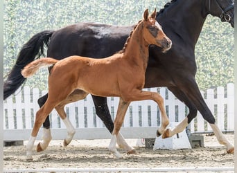 Westphalien, Étalon, Poulain (03/2026), Alezan brûlé