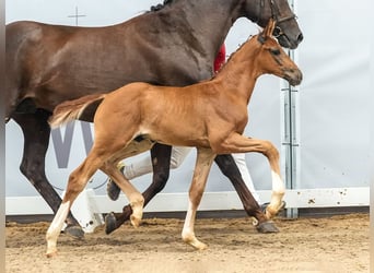 Westphalien, Étalon, Poulain (05/2024), Alezan brûlé