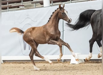 Westphalien, Étalon, Poulain (02/2024), Alezan brûlé