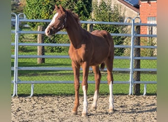 Westphalien, Étalon, Poulain (04/2026), Alezan