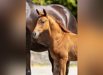 Westphalien, Étalon, Poulain (06/2025), Alezan
