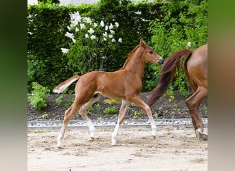 Westphalien, Étalon, Poulain (04/2025), Alezan