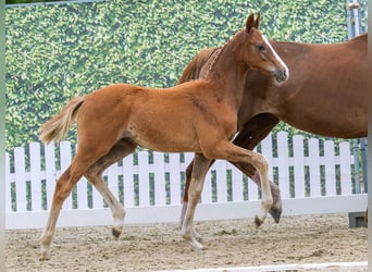 Westphalien, Étalon, Poulain (04/2026), Alezan