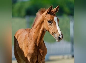 Westphalien, Étalon, Poulain (05/2026), Alezan