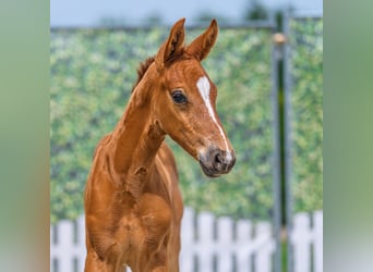 Westphalien, Étalon, Poulain (06/2026), Alezan