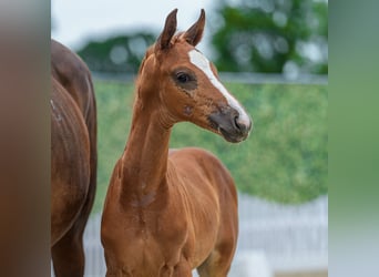 Westphalien, Étalon, Poulain (05/2026), Alezan