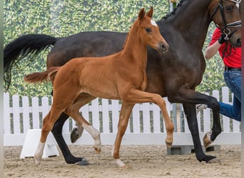 Westphalien, Étalon, Poulain (05/2026), Alezan