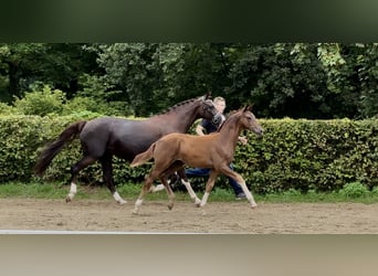 Westphalien, Étalon, Poulain (01/2023), Alezan