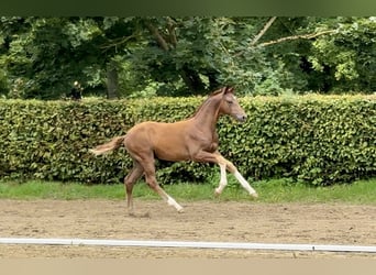 Westphalien, Étalon, Poulain (01/2023), Alezan