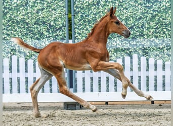 Westphalien, Étalon, Poulain (07/2025), Alezan