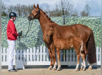 Westphalien, Étalon, Poulain (02/2026), Alezan