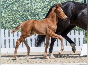 Westphalien, Étalon, Poulain (04/2026), Alezan