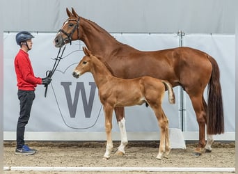 Westphalien, Étalon, Poulain (05/2024), Alezan