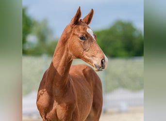 Westphalien, Étalon, Poulain (03/2026), Alezan