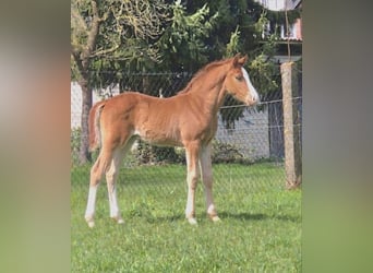 Westphalien, Étalon, Poulain (02/2026), Alezan