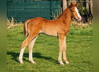 Westphalien, Étalon, Poulain (02/2026), Alezan