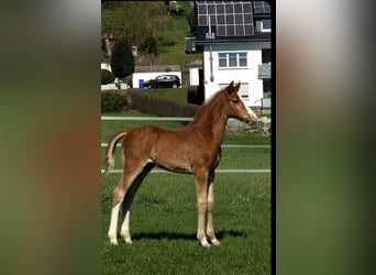 Westphalien, Étalon, Poulain (02/2026), Alezan