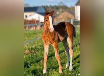 Westphalien, Étalon, Poulain (02/2026), Alezan