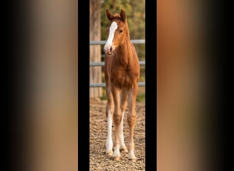 Westphalien, Étalon, Poulain (02/2026), Alezan