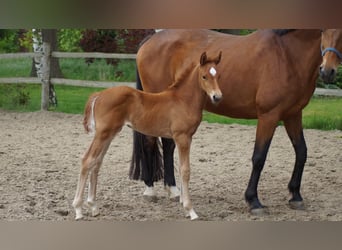 Westphalien, Étalon, Poulain (04/2026), Alezan
