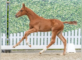Westphalien, Étalon, Poulain (03/2026), Alezan