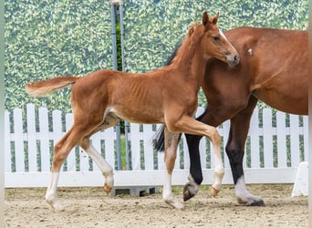 Westphalien, Étalon, Poulain (05/2026), Alezan