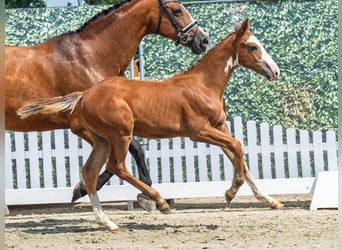 Westphalien, Étalon, Poulain (04/2025), Alezan