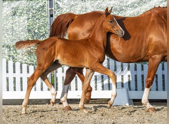 Westphalien, Étalon, Poulain (06/2025), Alezan
