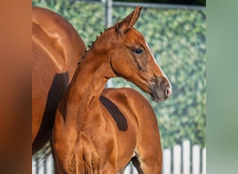 Westphalien, Étalon, Poulain (06/2025), Alezan