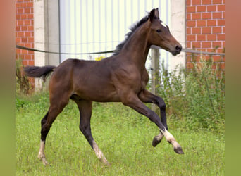 Westphalien, Étalon, Poulain (04/2024), Bai brun