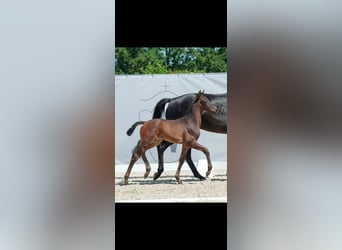 Westphalien, Étalon, Poulain (05/2023), Bai brun