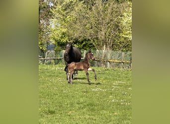 Westphalien, Étalon, Poulain (03/2026), Bai brun