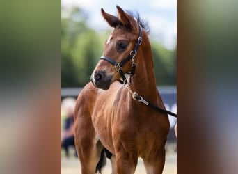 Westphalien, Étalon, Poulain (06/2023), Bai brun