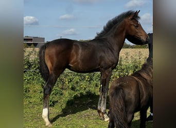 Westphalien, Étalon, Poulain (06/2023), Bai brun