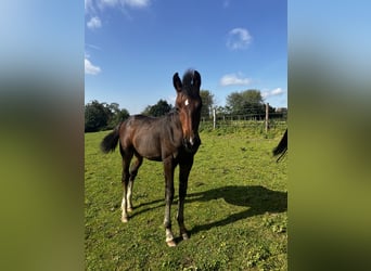 Westphalien, Étalon, Poulain (06/2023), Bai brun