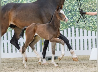 Westphalien, Étalon, Poulain (05/2026), Bai brun