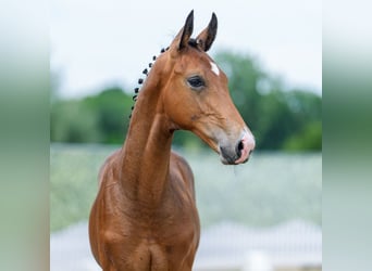 Westphalien, Étalon, Poulain (03/2026), Bai brun