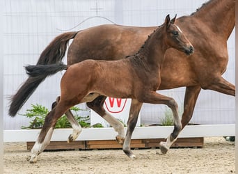 Westphalien, Étalon, Poulain (04/2024), Bai brun