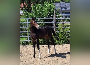 Westphalien, Étalon, Poulain (04/2023), Bai brun