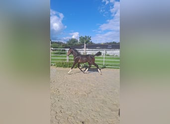 Westphalien, Étalon, Poulain (04/2023), Bai brun