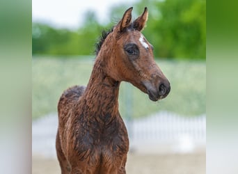 Westphalien, Étalon, Poulain (04/2026), Bai brun