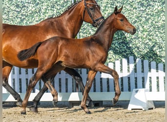 Westphalien, Étalon, Poulain (05/2025), Bai brun